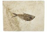 Fossil Fish (Diplomystus) - Wyoming #295638-1